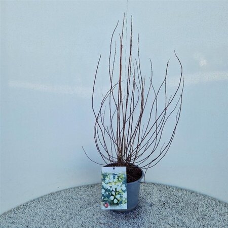 Philadelphus 'Manteau d'Hermine' 40-50 cm cont. 3,0L - afbeelding 3