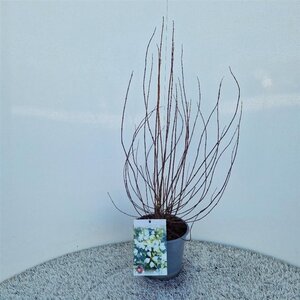 Philadelphus 'Manteau d'Hermine' 40-50 cm cont. 3,0L - afbeelding 3