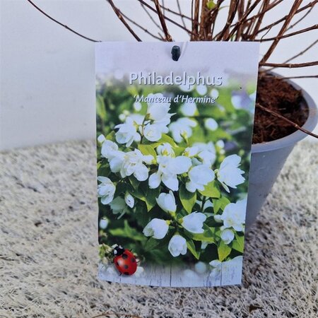 Philadelphus 'Manteau d'Hermine' 40-50 cm cont. 3,0L - afbeelding 4