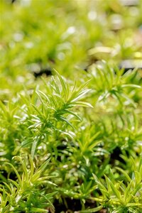 Phlox (S) 'Moerheimii' geen maat specificatie 0,55L/P9cm