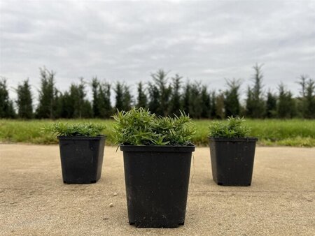 Phlox (S) 'Moerheimii' geen maat specificatie 0,55L/P9cm - afbeelding 2