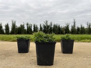 Phlox (S) 'Moerheimii' geen maat specificatie 0,55L/P9cm - afbeelding 2