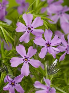 Phlox (S) 'Moerheimii' geen maat specificatie 0,55L/P9cm - afbeelding 3