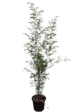 Phyllostachys nigra 100-125 cm cont. 10L - afbeelding 1