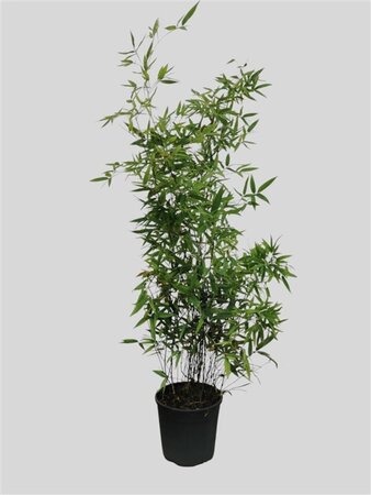 Phyllostachys nigra 100-125 cm cont. 10L - afbeelding 2