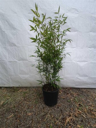 Phyllostachys nigra 100-125 cm cont. 10L - afbeelding 3