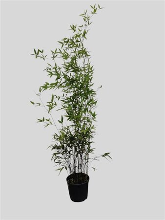 Phyllostachys nigra 125-150 cm cont. 10L - afbeelding 1