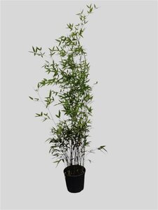 Phyllostachys nigra 125-150 cm cont. 10L