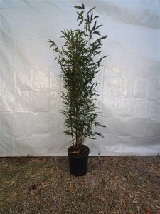 Phyllostachys nigra 125-150 cm cont. 10L - afbeelding 2