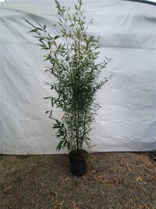 Phyllostachys nigra 150-200 cm cont. 15L