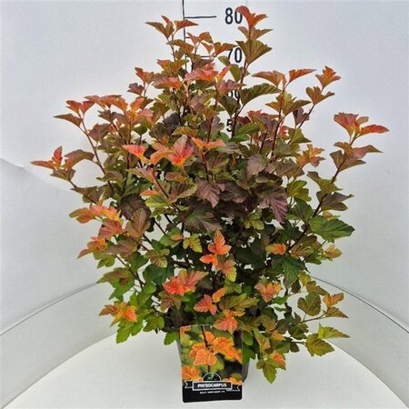 Physocarpus opulif. Amber Jubilee 60-80 cm cont. 10L