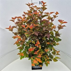 Physocarpus opulif. Amber Jubilee 60-80 cm cont. 10L