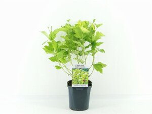 Physocarpus opulif. 'Dart's Gold' 30-40 cm cont. 2,0L - afbeelding 6