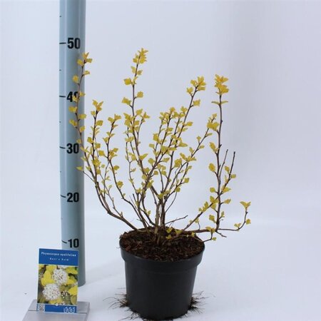 Physocarpus opulif. 'Dart's Gold' 30-40 cm cont. 2,0L - afbeelding 1