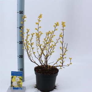 Physocarpus opulif. 'Dart's Gold' 30-40 cm cont. 2,0L