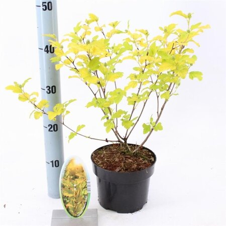 Physocarpus opulif. 'Dart's Gold' 30-40 cm cont. 2,0L - afbeelding 2