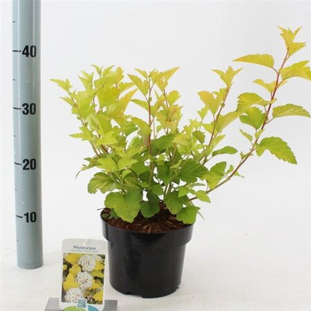 Physocarpus opulif. 'Dart's Gold' 30-40 cm cont. 2,0L - afbeelding 3
