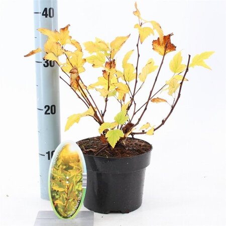 Physocarpus opulif. 'Dart's Gold' 30-40 cm cont. 2,0L - afbeelding 4
