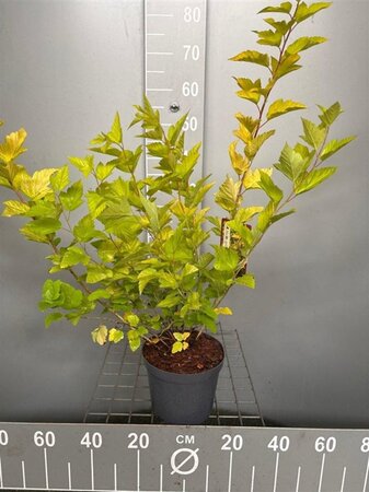 Physocarpus opulif. 'Dart's Gold' 40-50 cm cont. 3,0L