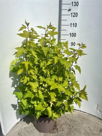 Physocarpus opulif. 'Dart's Gold' 50-60 cm cont. 10L