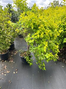 Physocarpus opulif. 'Dart's Gold' 80-100 cm cont. 20L - afbeelding 3