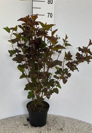 Physocarpus opulif. 'Diabolo' 50-60 cm cont. 3,0L