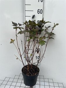 Physocarpus opulif. 'Diabolo' 50-60 cm cont. 3,0L