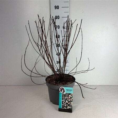 Physocarpus opulif. 'Diabolo' 60-80 cm cont. 10L