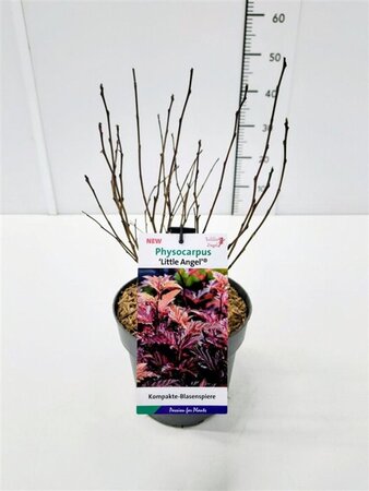 Physocarpus opulif. Little Angel 40-50 cm cont. 3,0L - afbeelding 2
