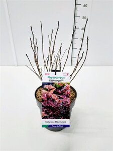 Physocarpus opulif. Little Angel 40-50 cm cont. 3,0L - afbeelding 2