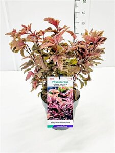 Physocarpus opulif. Little Angel 40-50 cm cont. 3,0L - afbeelding 2
