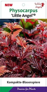 Physocarpus opulif. Little Angel 40-50 cm cont. 3,0L