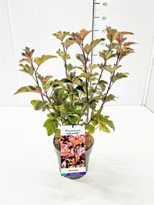 Physocarpus opulif. Lady in Red 40-50 cm cont. 3,0L - afbeelding 3