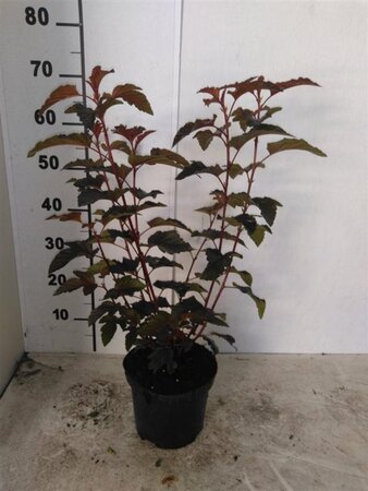 Physocarpus opulif. Lady in Red 40-50 cm cont. 3,0L - afbeelding 2