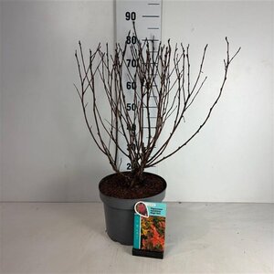 Physocarpus opulif. Magic Ball 50-60 cm cont. 10L