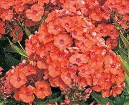 Phlox (P) 'Orange Perfection' geen maat specificatie 0,55L/P9cm - afbeelding 1