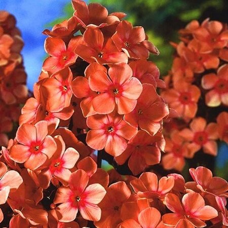 Phlox (P) 'Orange Perfection' geen maat specificatie 0,55L/P9cm - afbeelding 2