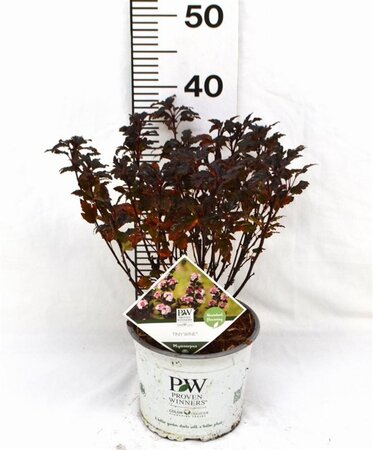 Physocarpus opulif. Tiny Wine 30-50 cm cont. 3,0L - afbeelding 1