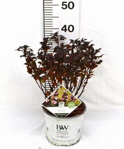 Physocarpus opulif. Tiny Wine 30-50 cm cont. 3,0L