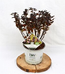 Physocarpus opulif. Tiny Wine 30-50 cm cont. 3,0L - afbeelding 2
