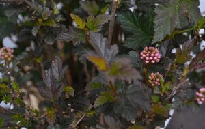 Physocarpus opulif. Tiny Wine 30-50 cm cont. 3,0L - afbeelding 3