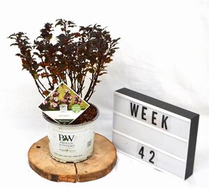 Physocarpus opulif. Tiny Wine 30-50 cm cont. 3,0L - afbeelding 4