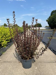 Physocarpus opulif. Tiny Wine 60-80 cm cont. 10L