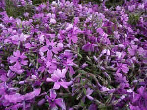 Phlox (S) 'Purple Beauty' geen maat specificatie 0,55L/P9cm - afbeelding 4
