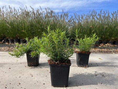 Phlox (S) 'Purple Beauty' geen maat specificatie 0,55L/P9cm - afbeelding 4