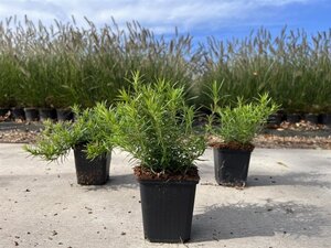 Phlox (S) 'Purple Beauty' geen maat specificatie 0,55L/P9cm - afbeelding 4