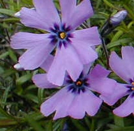 Phlox (S) 'Purple Beauty' geen maat specificatie 0,55L/P9cm - afbeelding 5
