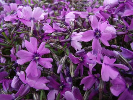 Phlox (S) 'Purple Beauty' geen maat specificatie 0,55L/P9cm - afbeelding 6