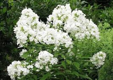 Phlox (P) 'Rembrandt' geen maat specificatie 0,55L/P9cm - afbeelding 1