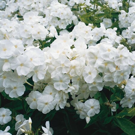 Phlox (P) 'Rembrandt' geen maat specificatie 0,55L/P9cm - afbeelding 2